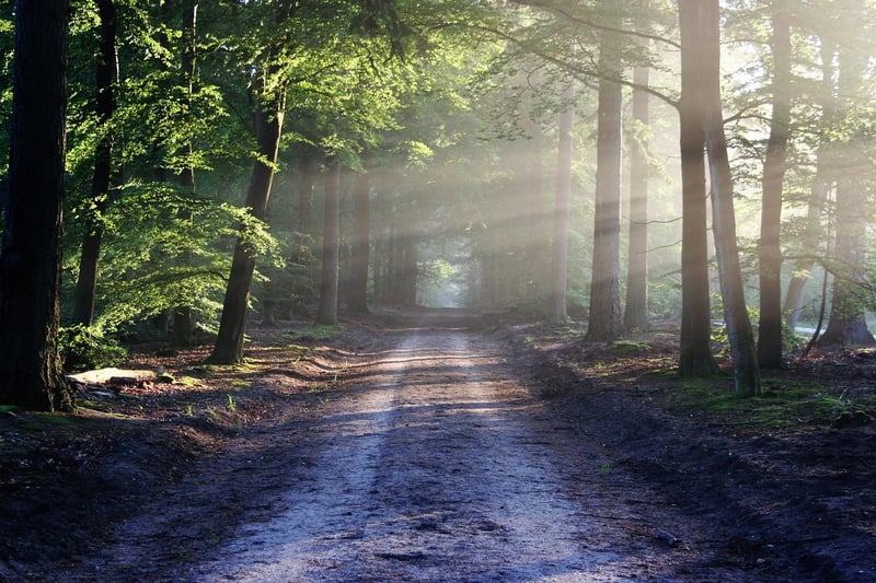 Adventure Forest